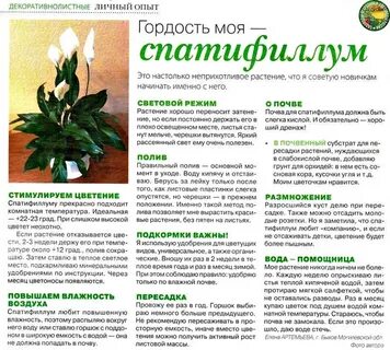 Чем опрыскивать спатифиллум