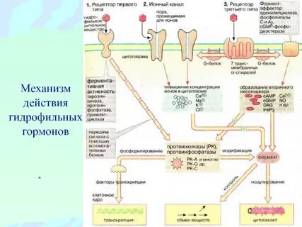 Соматотропный гормон механизм