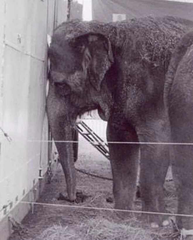 Animals treated
