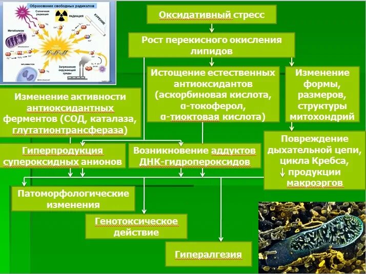 Окислительный стресс организма