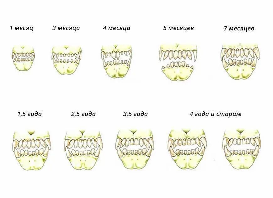 C определить возраст. Как определить Возраст котёнка по зубам. Как понять Возраст котенка по зубам. Определение возраста котенка по зубам. Как определить Возраст щенка немецкой овчарки по зубам.