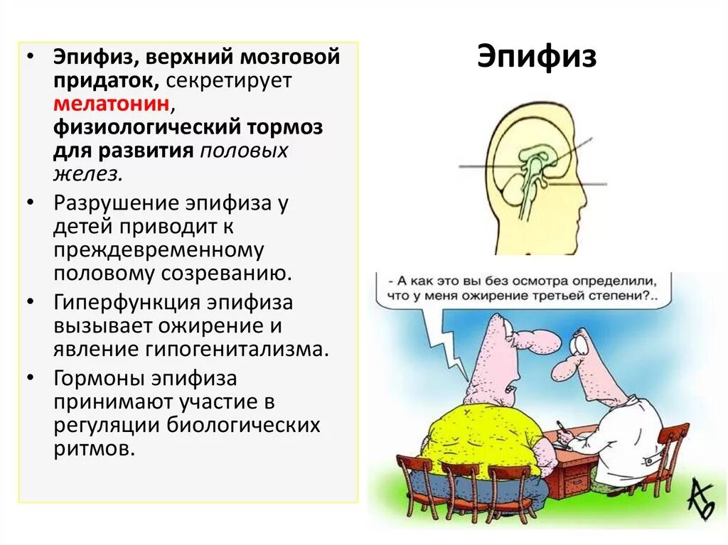 Заболевания при гиперфункции эпифиза. Эпифиз гиперфункция и гипофункция. Заболевания при гипофункции эпифиза. Нарушение работы эпифиза. Гипофункция мелатонина гормона