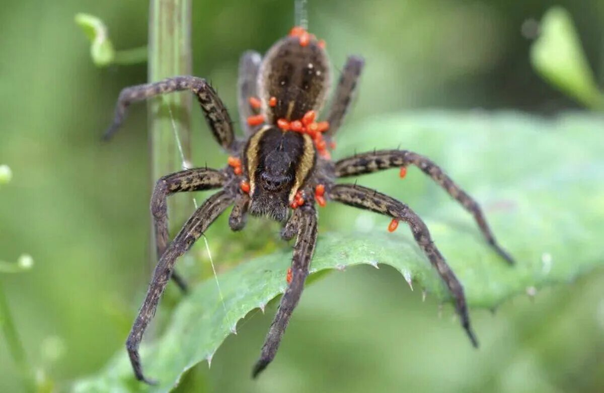 Паук охотник каёмчатый. Dolomedes fimbriatus - охотник каёмчатый. Паук охотник каемчатый чёрный. Охотник каёмчатый Аранеоморфные пауки.