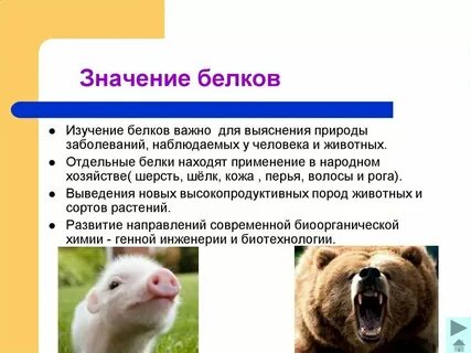 Белки значение для клетки