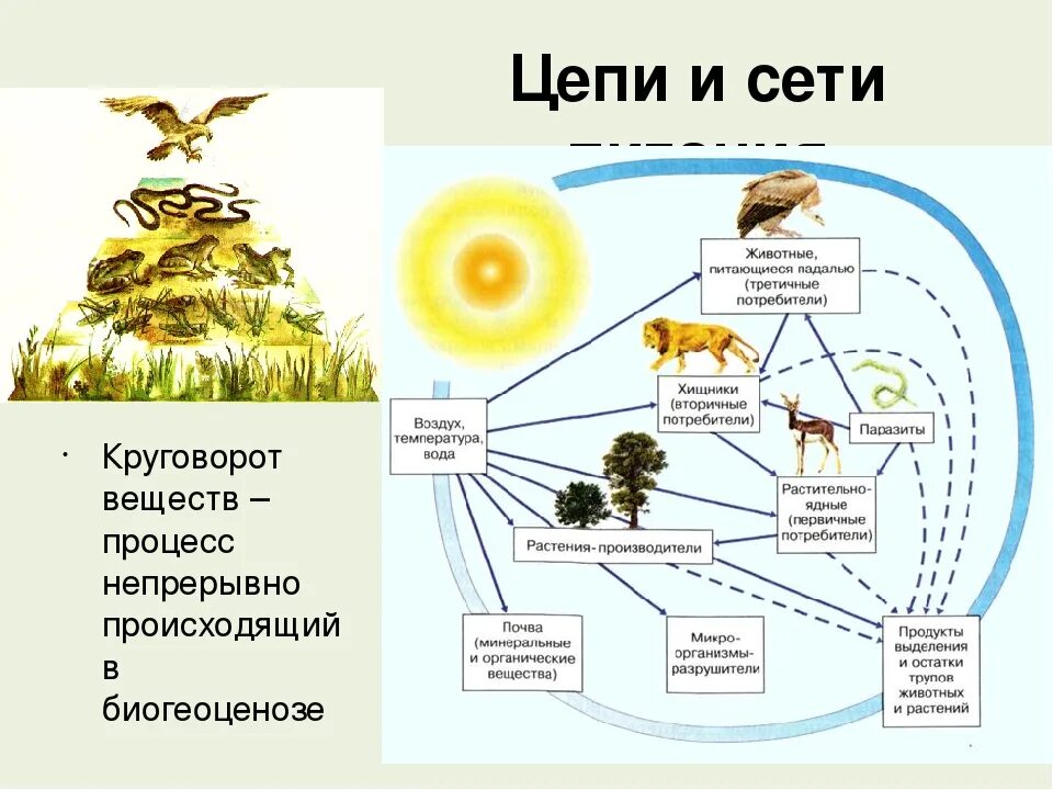 Отличия понятий «пищевая цепь» и «пищевая сеть».. Цепочка биологического круговорота веществ в природе. Схема трофической сети экосистемы. Цепь питания .круговорот веществ в природных сообществах.