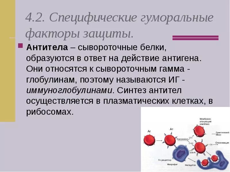 Фактор специфичности. Специфические гуморальные факторы защиты. Антитела это специфические белки. Специфические белки сыворотки крови. Гуморальные антитела это.