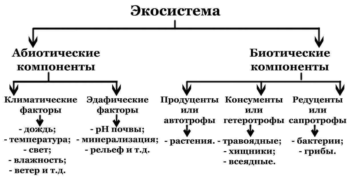 Составляющие экологической системы. Из каких основных компонентов состоят экосистемы схема. составляющие экосистемы таблица. структура экосистемы схема. основные компоненты экосистемы схема.