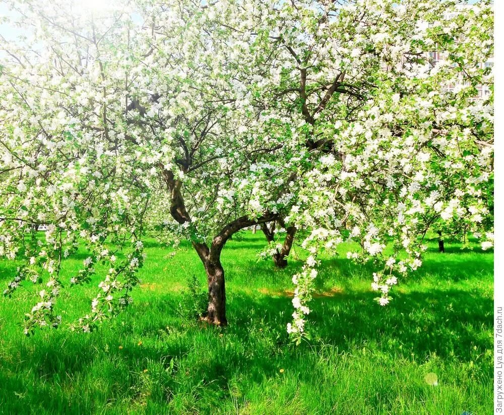 Яблоневый сад цветет. Яблоня ньютона. Двадцать яблоней. Иволистная груша яблоневый сад купчино. Двадцать яблоней.