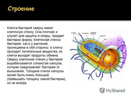 Не имеют клеточной