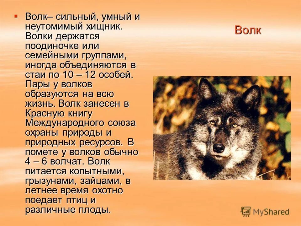 Описание волка для 4 класса. Рассказ про волка. Сообщение о волке. Доклад про волка.