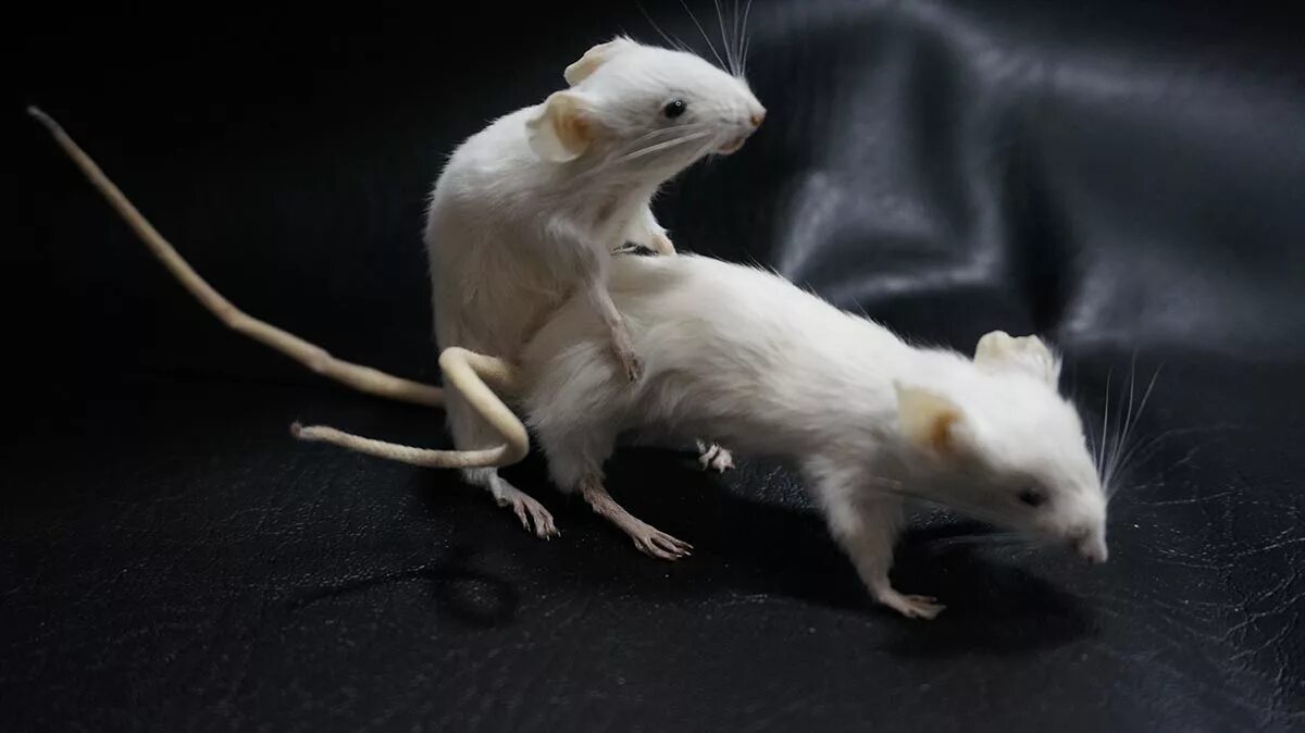 сухая крыса