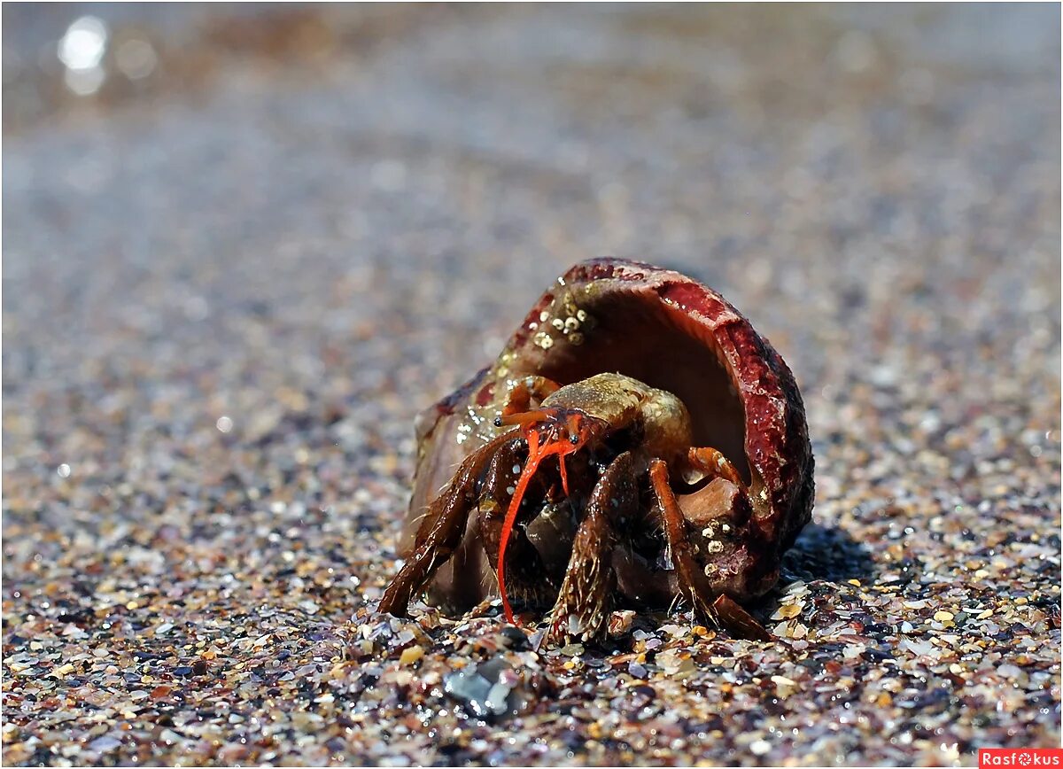 Краб отшельник. Земляничный краб отшельник. Краб отшельник доклад. Краб ракушечник. Раки-отшельники.