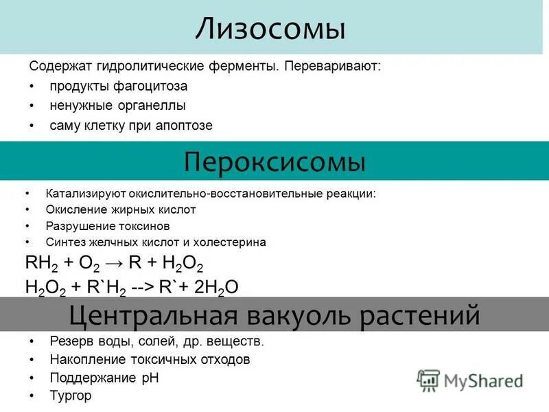 Образование лизосом происходит в. Ферменты лизосом. Гидролитические ферменты лизосом. Гидролитические ферменты в полости лизосомы уровень. Схемы лизосомы строение и функции.