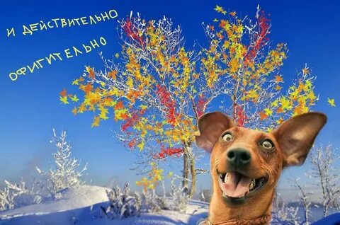 Есенин ясень