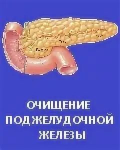 Как почистить поджелудочную. Чистка поджелудочной железы. почистить поджелудочную. как чистить поджелудочную железу.