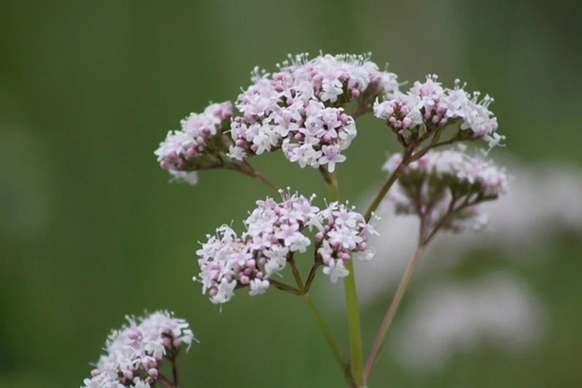 Валериана лекарственная / valeriána officinális. Валериана аянская. Valeriana officinalis растение. Валериана луговая. Валериана лекарственная / valeriána officinális.
