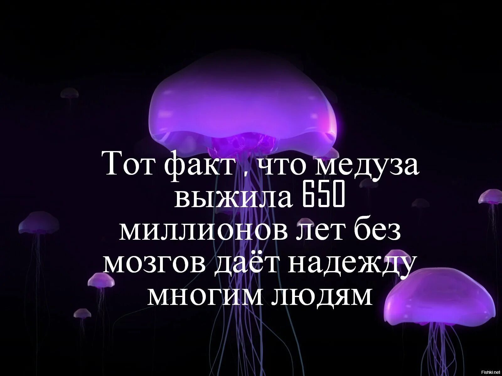 Тот факт что их можно