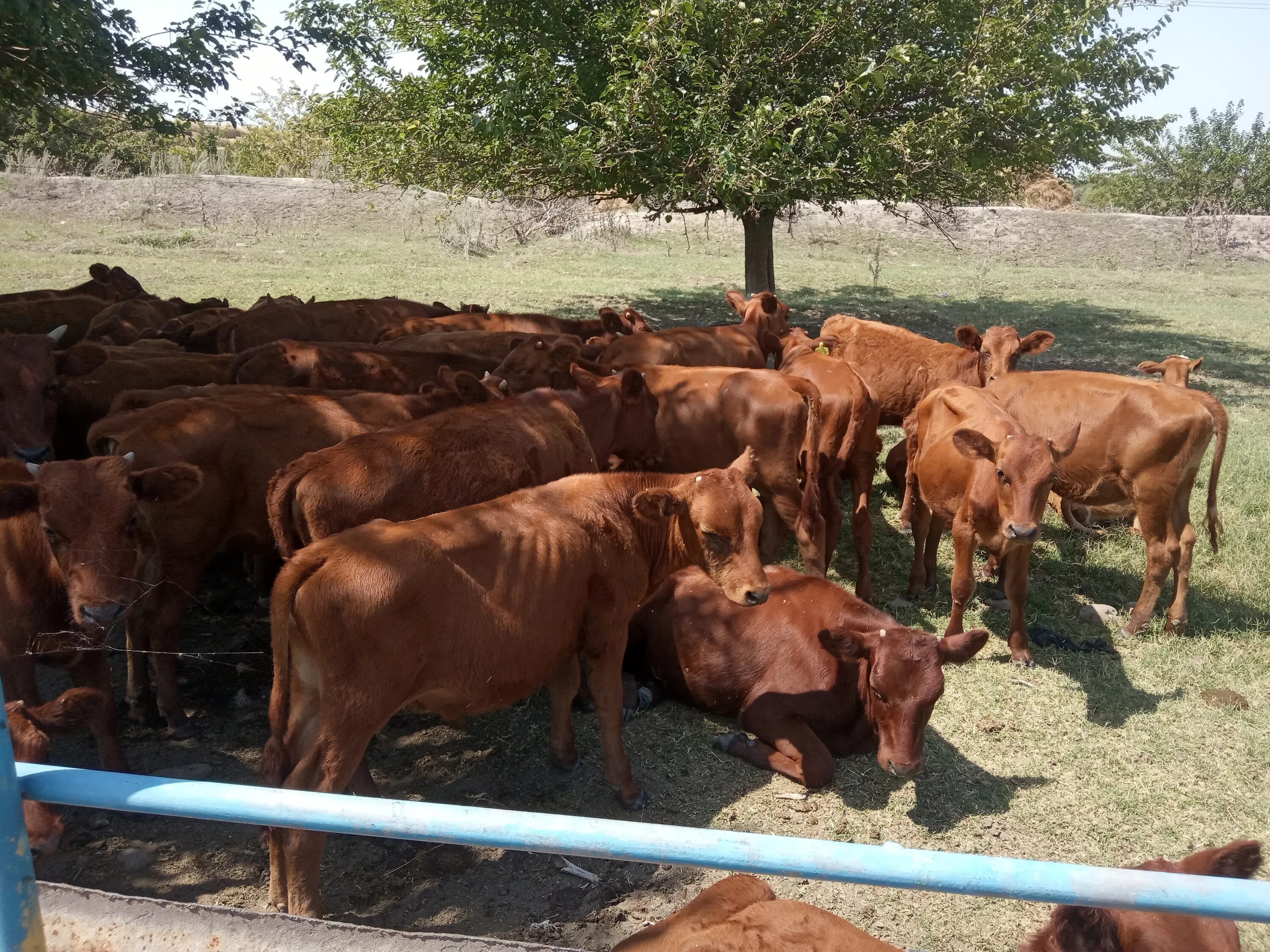 дагестан крупно рогатый скот. электропастух olli 1000. крс 12. крс 12. кросс оптический стоечный крс 24/16.