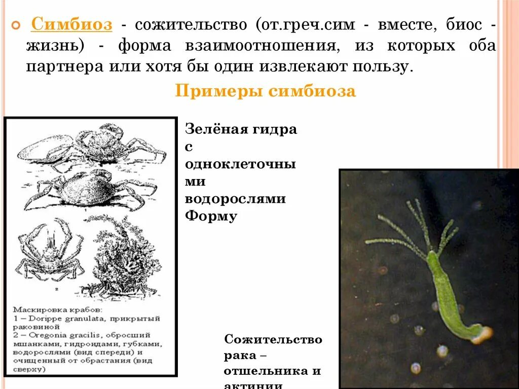 Тип симбионта