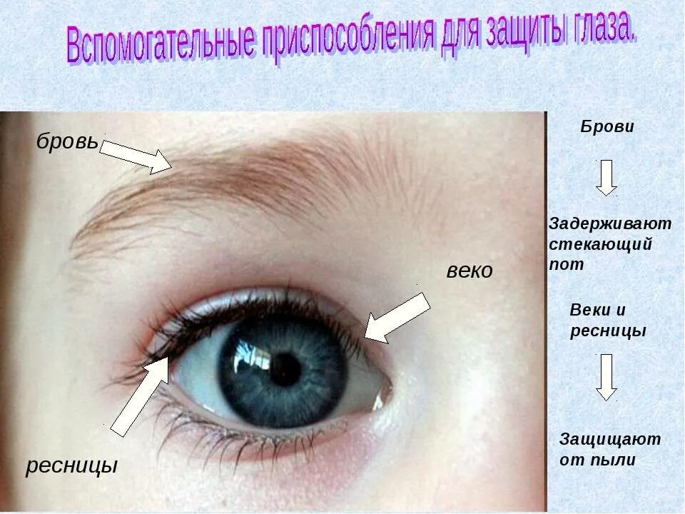 Где край века. Строение глаза внизу веко. Строение верхнего века глаза.