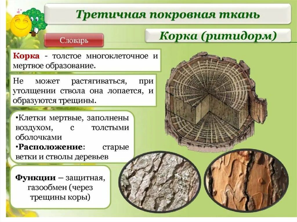 Покровная строение и функции. Корка третичная покровная ткань. Особенности строения покровной ткани растений. Покровная ткань растений пробка. Покровная ткань корка у растений строение.