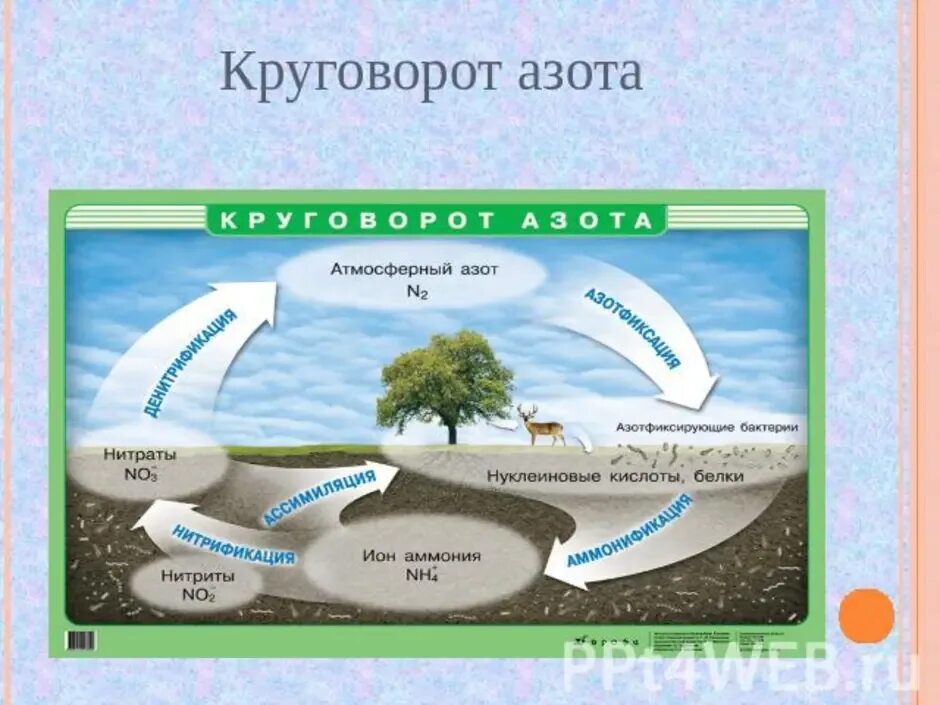 Азот в природе 9 класс. Круговорот атмосферного азота. Глобальный круговорот азота в природе. Схема круговорота азота в природе 11 класс биология. Рисунок схема круговорота азота в природе.