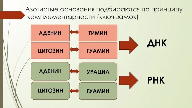 Рнк аденин гуанин цитозин