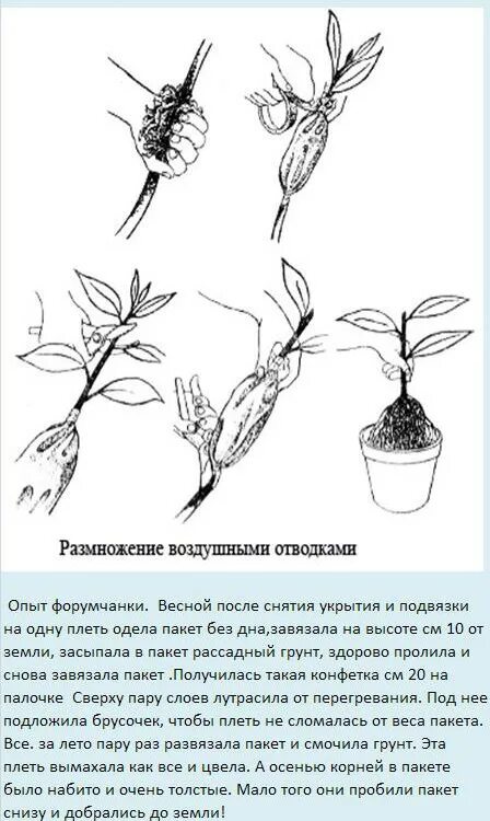 Фикус пересадка размножение. Черенкование воздушными отводками. Размножение фикуса воздушными отводками. Укоренение черенков роз воздушными отводками. Воздушные отводки размножение яблони.