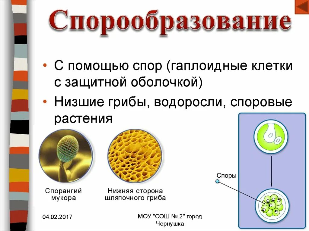 Спорообразование. Спорообразование у растений. Образование спор у растений. Процесс спорообразования у растений. Деление клетки спорообразованием