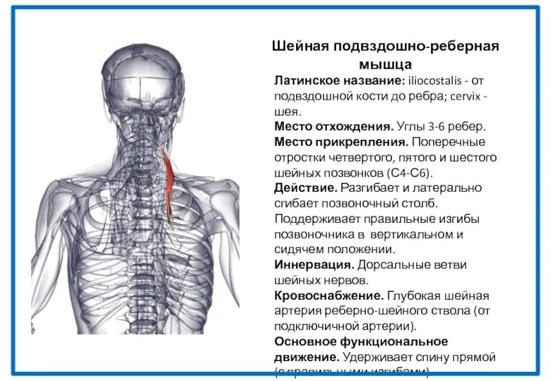 Дефанс мышц. Подвздошно реберная мышца спины на латыни. подвздошно реберная мышца шеи. подвздошно реберная мышца иннервация. шейные позвонки и мышцы.