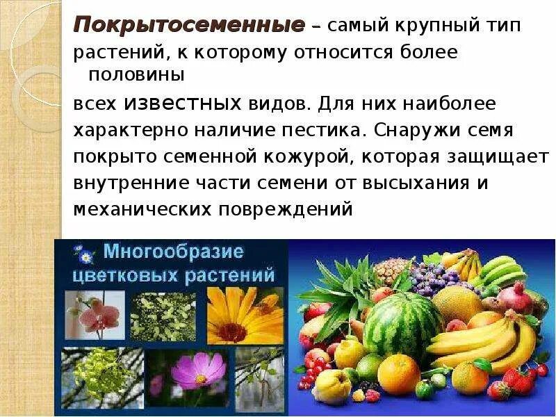 К покрытосеменным также относятся. К покрытосеменным растениям относятся. Растения которые относятся к покрытосеменным. Покрытосеменные конспект кратко. Цветковые растения относят к.