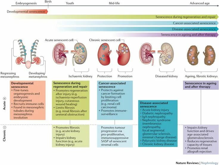 Kidney function. Structure and function of the Kidneys Cells. Embryogenesis of renal. Kidney Development. Diseases associated