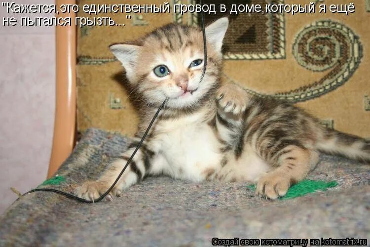 Почему кот грызет провода. Кот перегрыз провод. кот грызет. котик кусает провод. кот грызет провода.