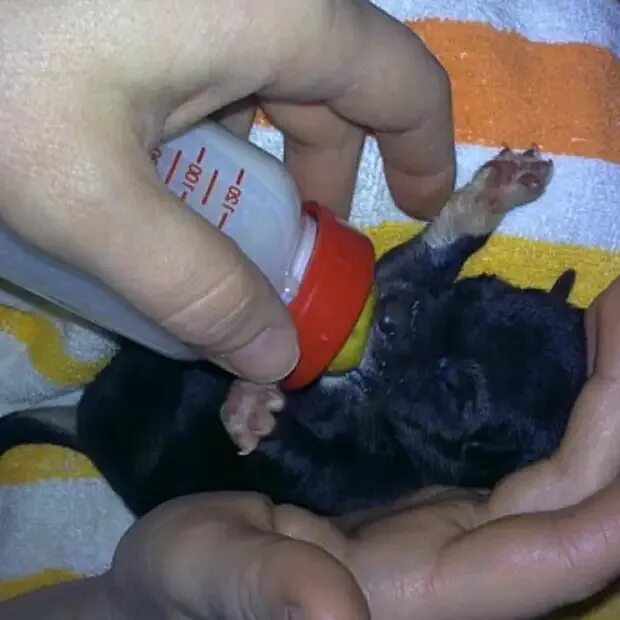 Искусственное вскармливание щенков. Искусственное вскармливание новорожденных щенков. Новорожденный щенок. Выкармливание новорожденных щенков.