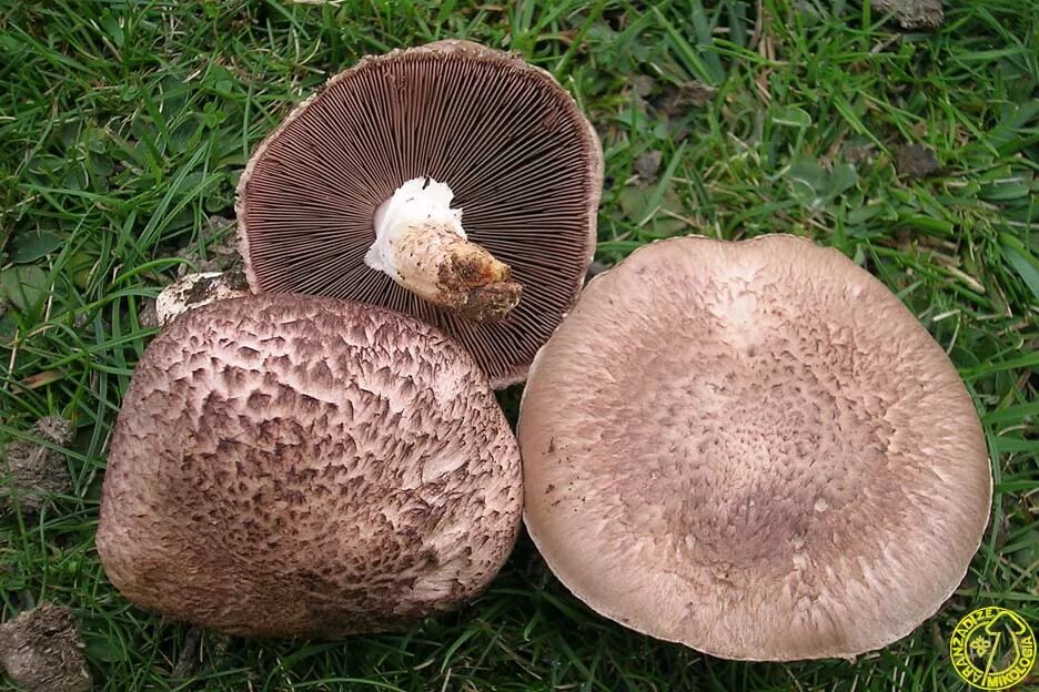 Чудо гриб цена в аптеке. Agaricus Blazei Murill. Гриб Agaricus Subrufescens. Шампиньон полуобутый (Agaricus subperonatus). Agaricus Brasiliensis.