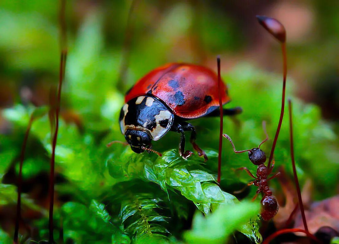 жучок блошачок. обитатели леса насекомые. жук носорог навозник. бабочка шоколадница и павлиний глаз. парапонера клавата муравей.