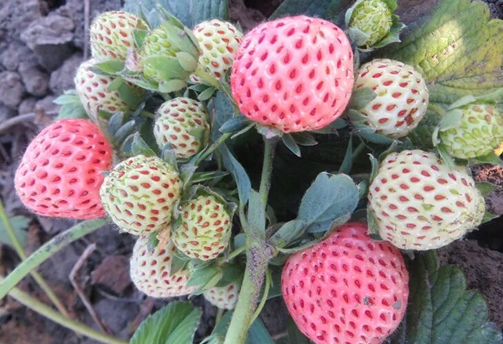 Анабланка клубника описание сорта фото Strawberry bushes by 40p 89082321776 2023 Шмотка Семенов VK