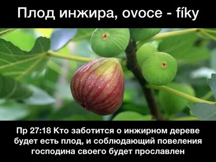 К какому дереву принадлежит инжир