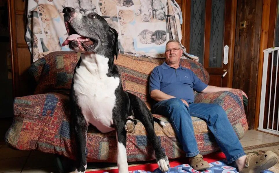 Большая собака в квартире. Собаки в доме самые большие. Большая собака на диване. Большая собака в маленькой квартире.
