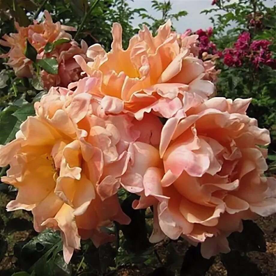 Роза флорибунда Раффлз Пэшн: купить в Москве саженцы Rosa Ruffle`s Passion в пит