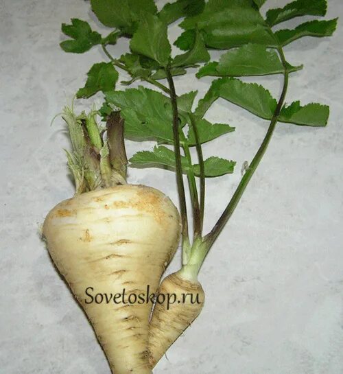 Phytophotodermatitis - Plants That Cause It, How to Treat It Parsnips, Growing v