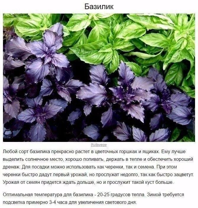 Чем отличается зеленый от фиолетового базилика. Базилик зеленый и фиолетовый. базилик фиолетовый сушеный. базилик овощной фиолетовый. базилик фиолетовый и зеленый разница.