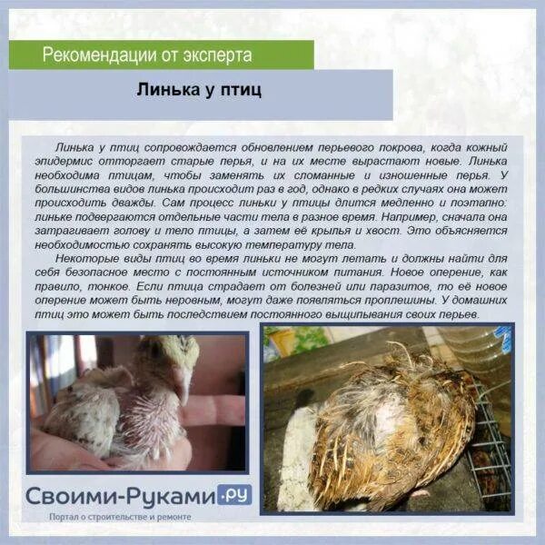 Что значит линька. Почему не несутся перепелки. линька у кур скольки длится.