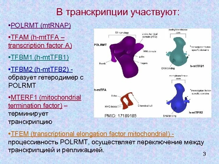 В процессе транскрипции участвует. Схема транскрипции синтеза белка. Транскрипция рнк полимераза. В процессе транскрипции участвует. В процессе транскрипции участвует.
