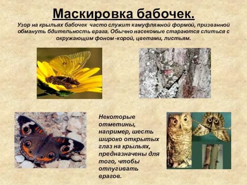 Маскировка бабочек. Покровительственная окраска бабочки. Защитная окраска животных. Маскировка бабочек в природе.