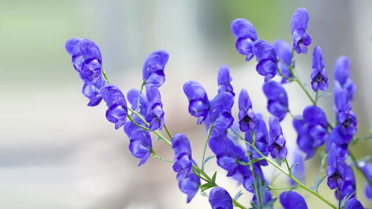 Синие ядовитые цветы. Аконит цветок. Аконит клобучковый Aconitum napellus. Аконит Кармихеля arendsii. Аконит цветок синий.