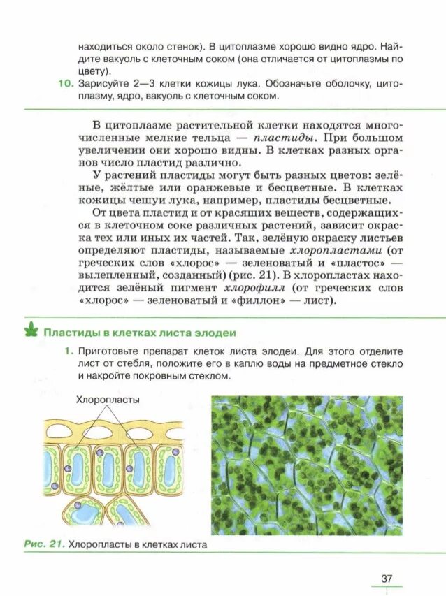 Клеточная стенка лука под микроскопом Тема Растительная клетка