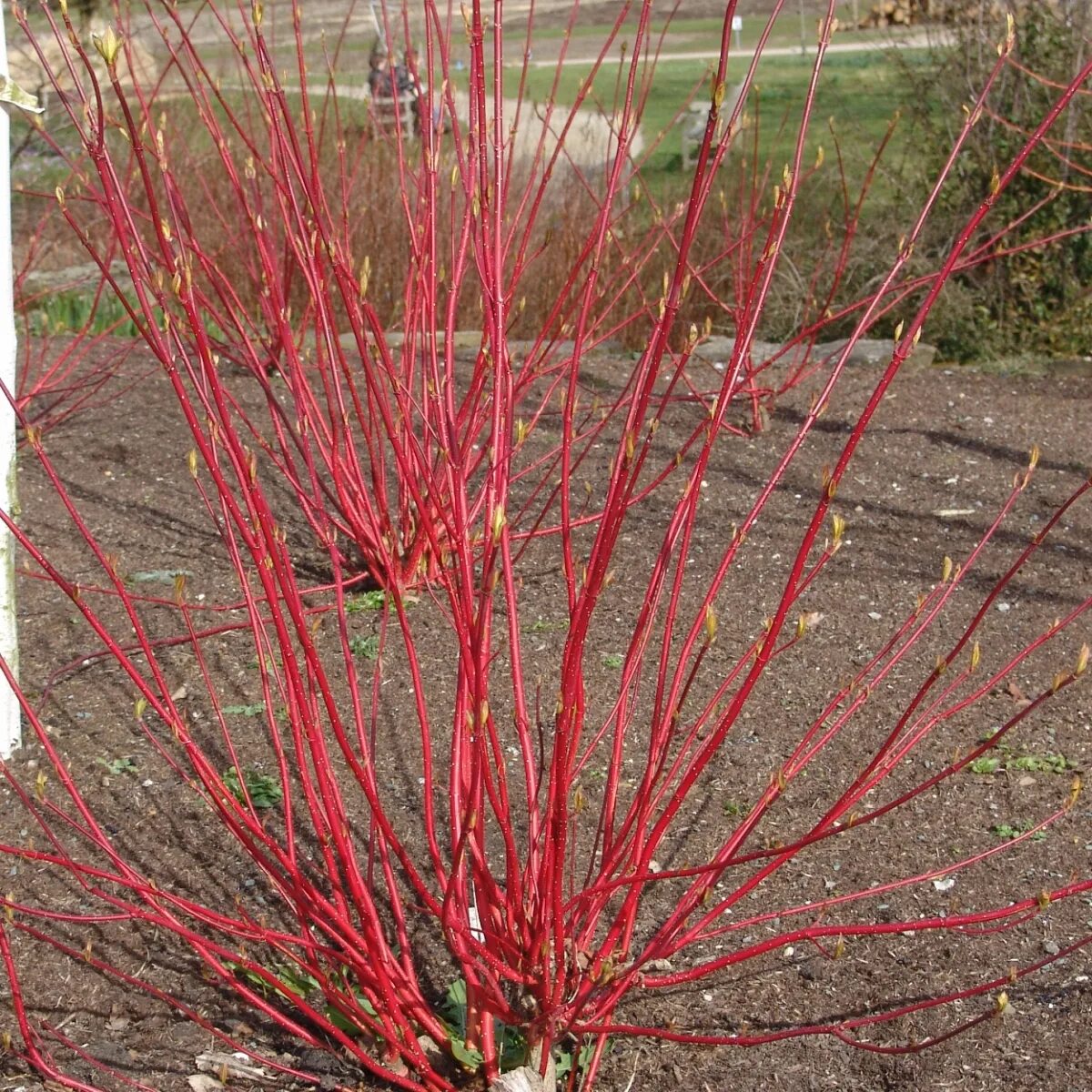 Кустарник с красными ветками. Дерен ред Барон. Дерен красный. Дерен Cornus Alba 'Aurea'. Дерен белый (Cornus Alba `Aurea`).