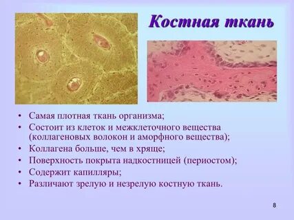 Какие признаки характерны для данного костной ткани