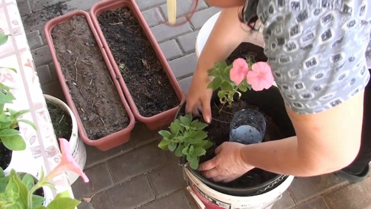 Петуния жирует. Петуния крупноцветковая объем горшка. Лаватера в горшке на улице. Посадить петунию в горшок. Петуния алиссум лобелия кашпо.
